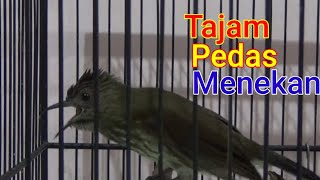 Burung siri siri kecil Gacor Tembakan Tajam