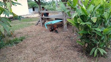 Tso qaib cuab sib kom txuj peb saib ua si nawb!