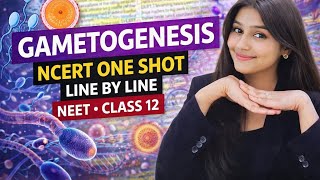 Gametogenesis | Spermatogenesis & Oogenesis | Class 12 Biology | NEET, CUET- UG