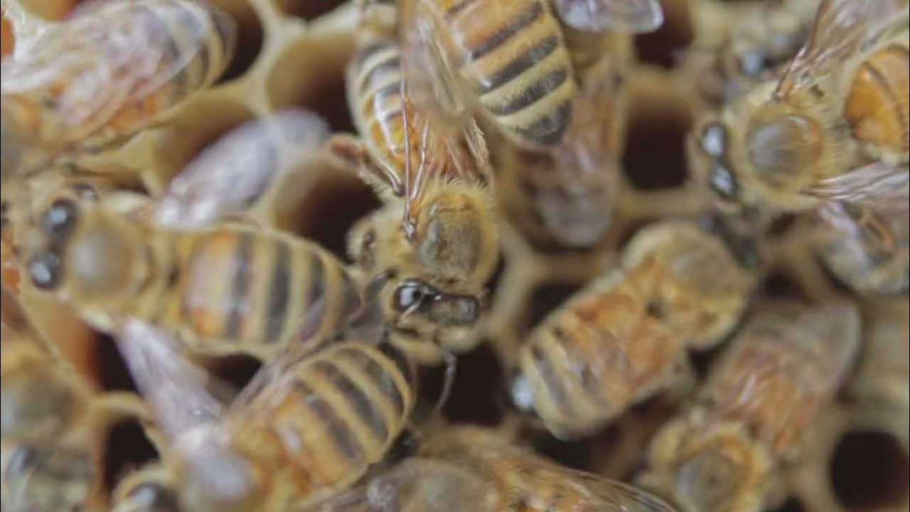 жужжание пчелы звук. шмель. звук комара. хоботок мухи. жужжалка насекомое.