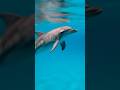 Dolphin and dangerous shark  #dolphin #shark #ocean #animals