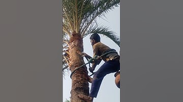 Date palm juice is being collected from date palm trees. #village #image #shortvideo 🌴🌴🌴