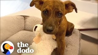 Dog Does Cutest Happy Dance Every Time He Visits Grandma The Dodo