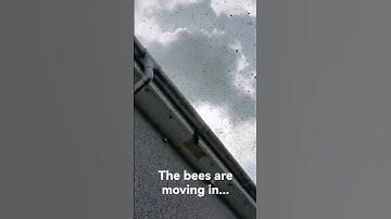 UK Bee Swarm in House!