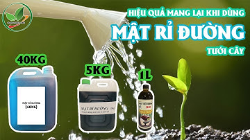 Tác dụng của mật rỉ đường khi dùng tưới cây