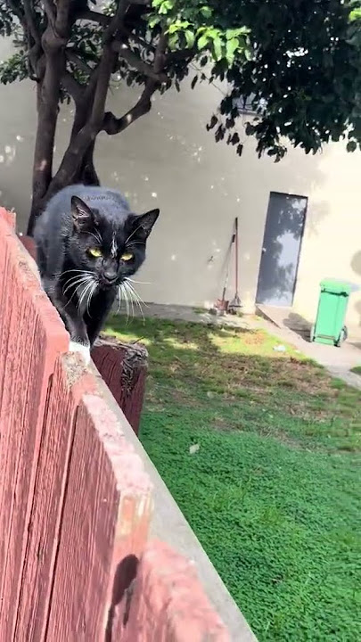 @cece.hom: #catoftheday #cat #kitten #catlovers #cutecat