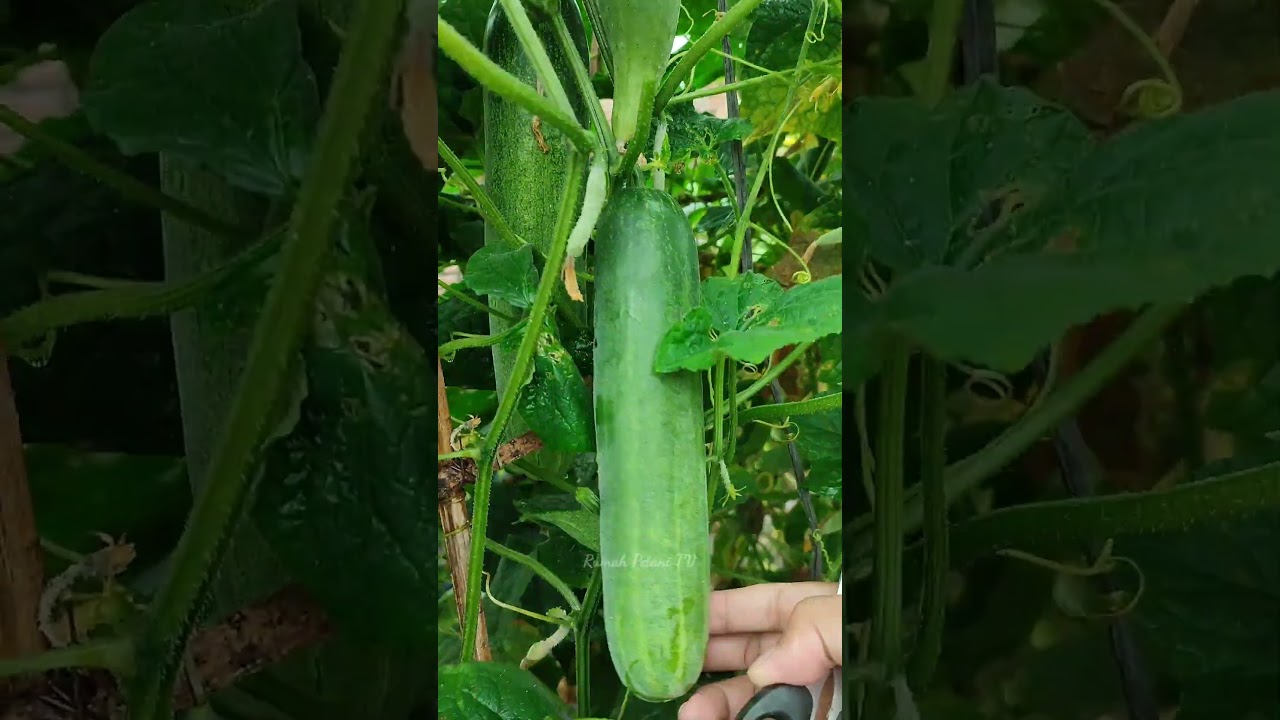 Pemangkasan daun timun