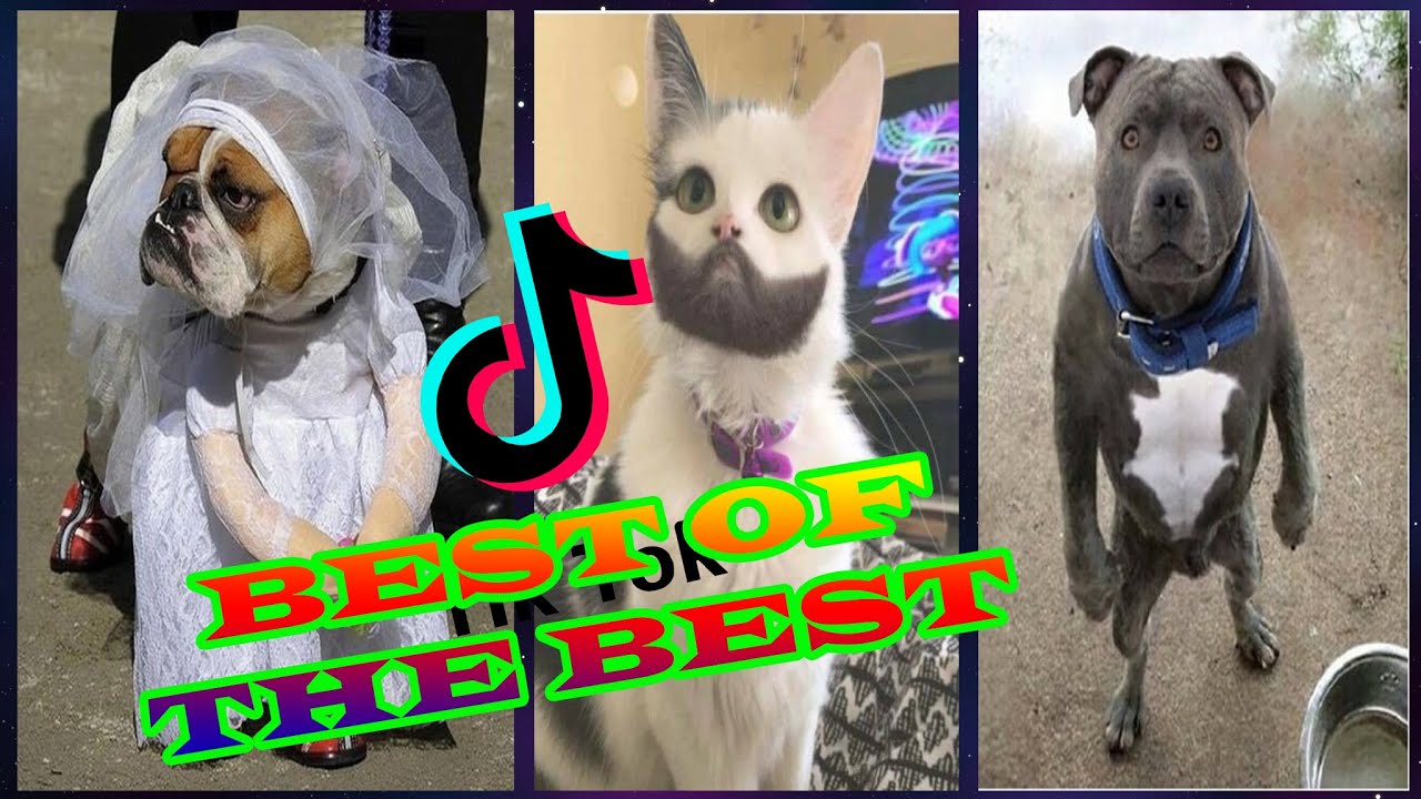 BEST TIK TOK VIDEOS 1 CUTE FUNNY Pets I found on Tiktok YouTube