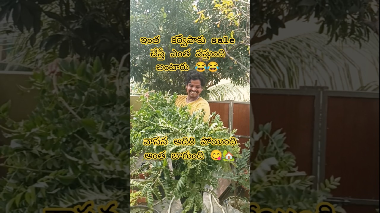 ఇంత కర్వేపాకు ఎంత వస్తుంది అంటారు 🤔#organic #harvest #gardening