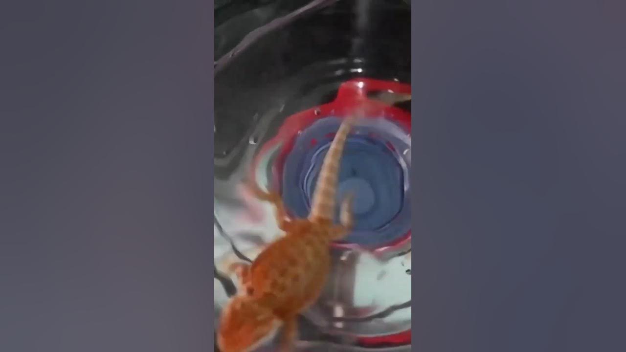 bathing-a-baby-bearded-dragon-reptiles-animals-beardeddragon