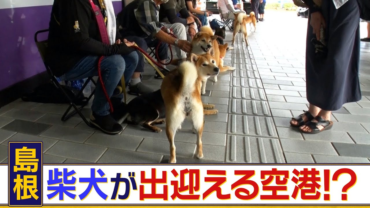 柴犬ファンに大人気！　島根県益田市の空港で行われるイベントに全国のファンが殺到　実は柴犬の隠されたルーツがこの町にあるとのことで調査してみると・・・