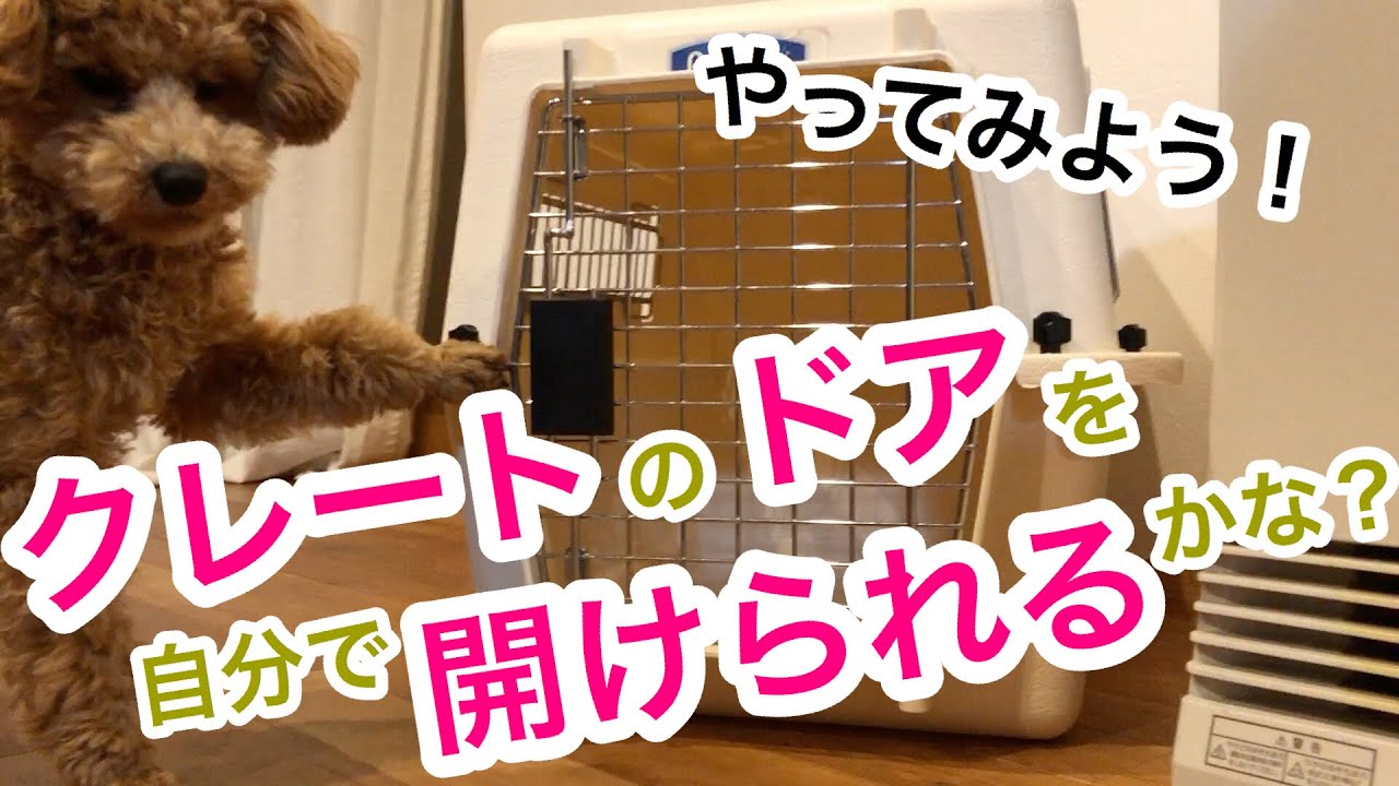 クレートのドアを自分で開けるトイプードル 犬のしつけ 芸 オープン編 Youtube