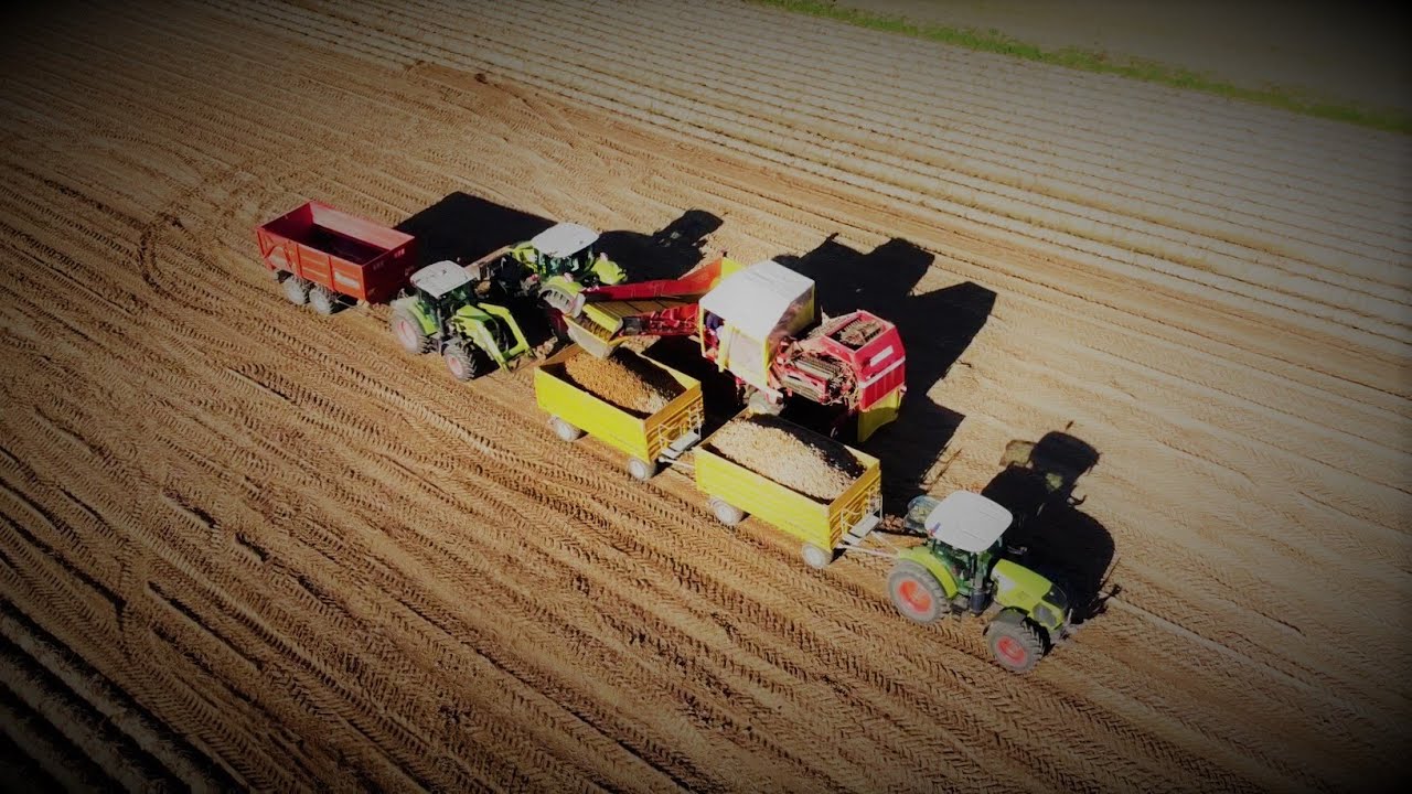 Zbiór ziemniaków 2k21