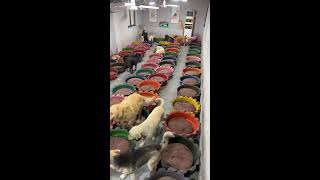 Download Lagu Counting dogs to help your sleep Relaxation | 犬を数えて眠りを助けます | les chiens pour dorm  ASMR King Charles MP3