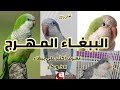 لمعلوماتـك ببغاء الكويكر أو الببغاء الراهب الببغاء المتكلم والمرح والذكي ببغاء الكويكر طيور 