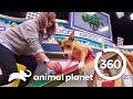 Training with Puppies Malibu and Scout | Puppy Bowl XV: Training Camp (360 Video)