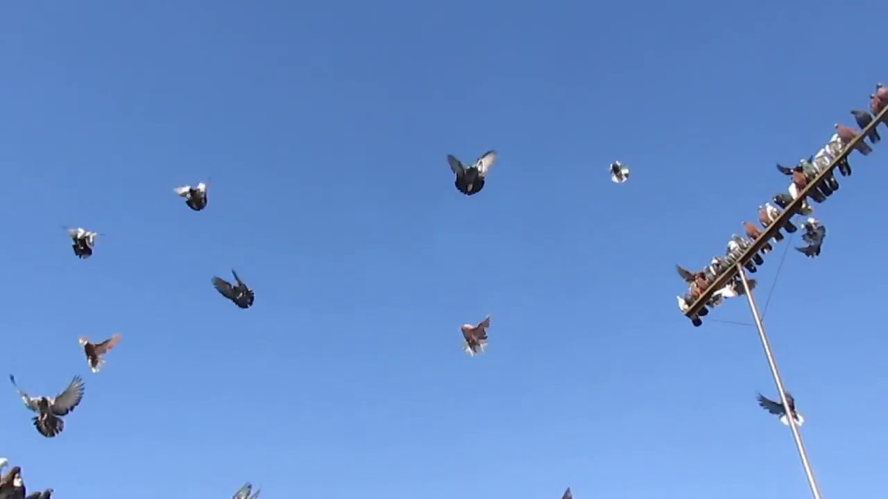 Голуби Крыма торцовые. Голуби Крыма бабочки 2020г. Голубятен в Крыму