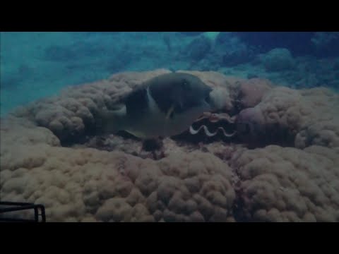 الخبر بحيرةالوز والبط سايتك فلم المحيطات رحلة الرياض والشرقية لعام1443 7 ج5 ت أ خالد بن لال