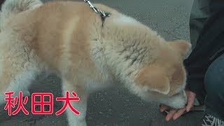 かわいい 秋田犬 子犬 生後2か月 ザキトワ ザキトワ 検索動画7 かわいい 秋田犬 子犬 生後2か月 ザキトワ ザキトワ 検索動画 7