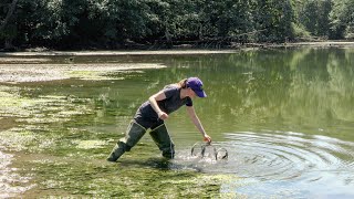 Why we monitor for green crabs