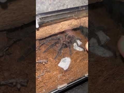 YOU TRY'NA ESCAPE ON ME ?!!!