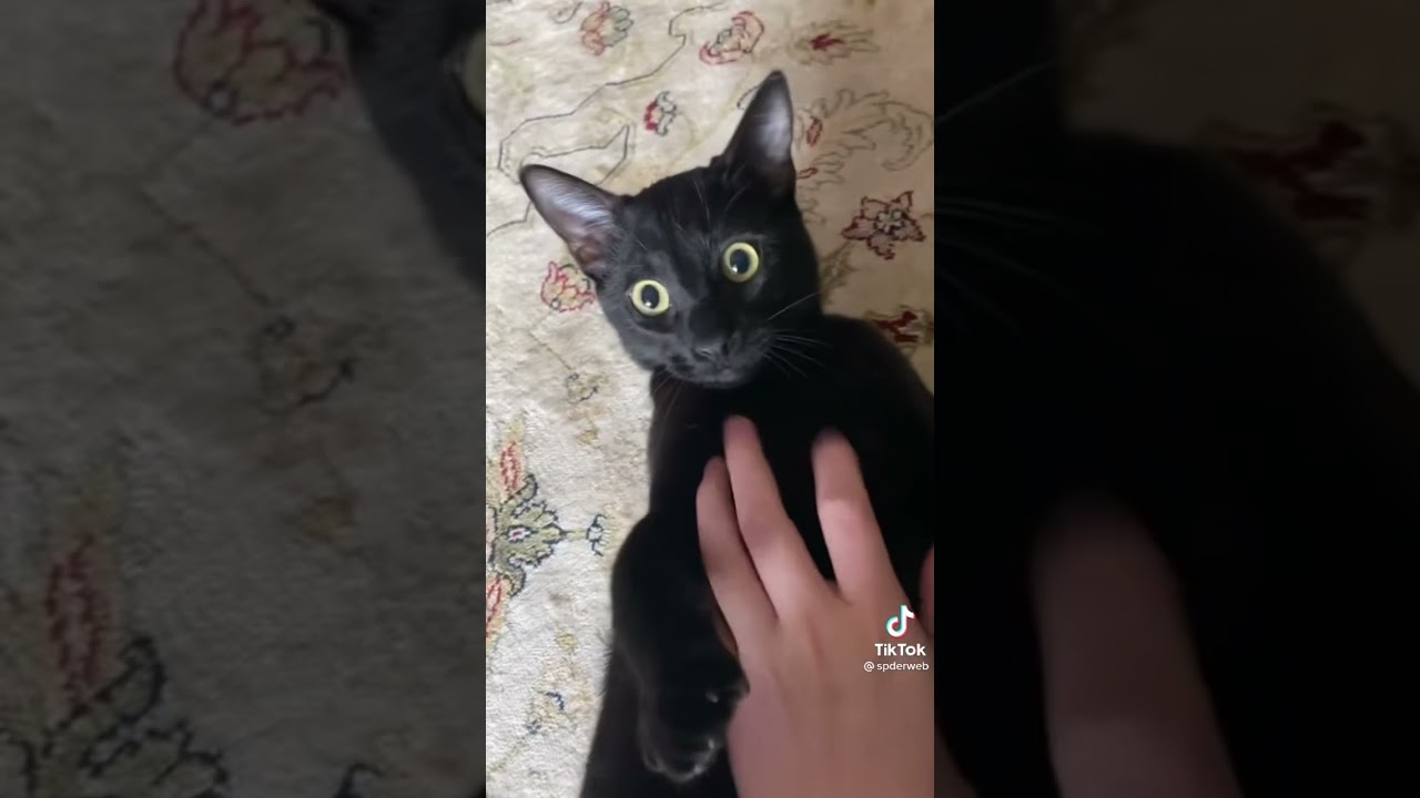 How to disable kill drive for cats