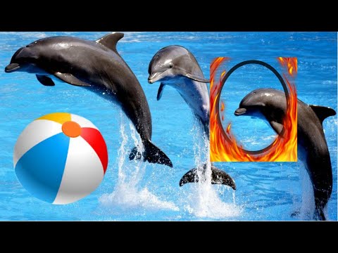 Attraction of dolphins playing ball makes a scene !!