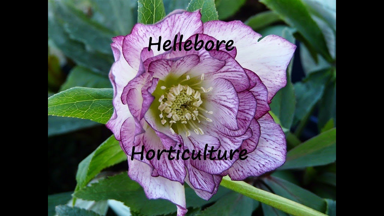 Qiuck Guide to getting the best from Hellebores YouTube