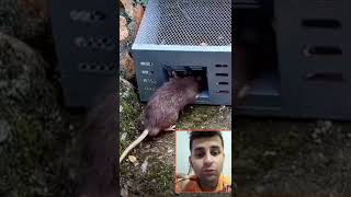 Vc Tem Pavor De Ratos Veja Essa Armadilha shorts youtubeshorts natureza