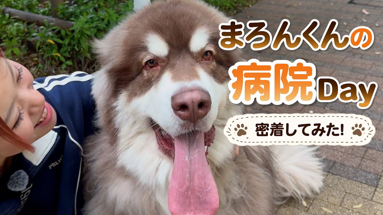 A VLOG documenting Maron-kun