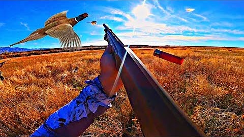 Epic Pheasant Hunting With German Shorthaired Pointer Catch and Cook