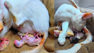 A cat recently gave birth to 4 kittens, but unfortunately, only.....survived.