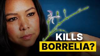 Can This BITTER Herb Fight Borrelia? | Andrographis for Lyme Disease