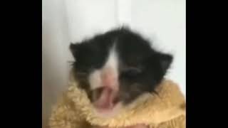 Gato falando como o Games EduUu screenshot 1