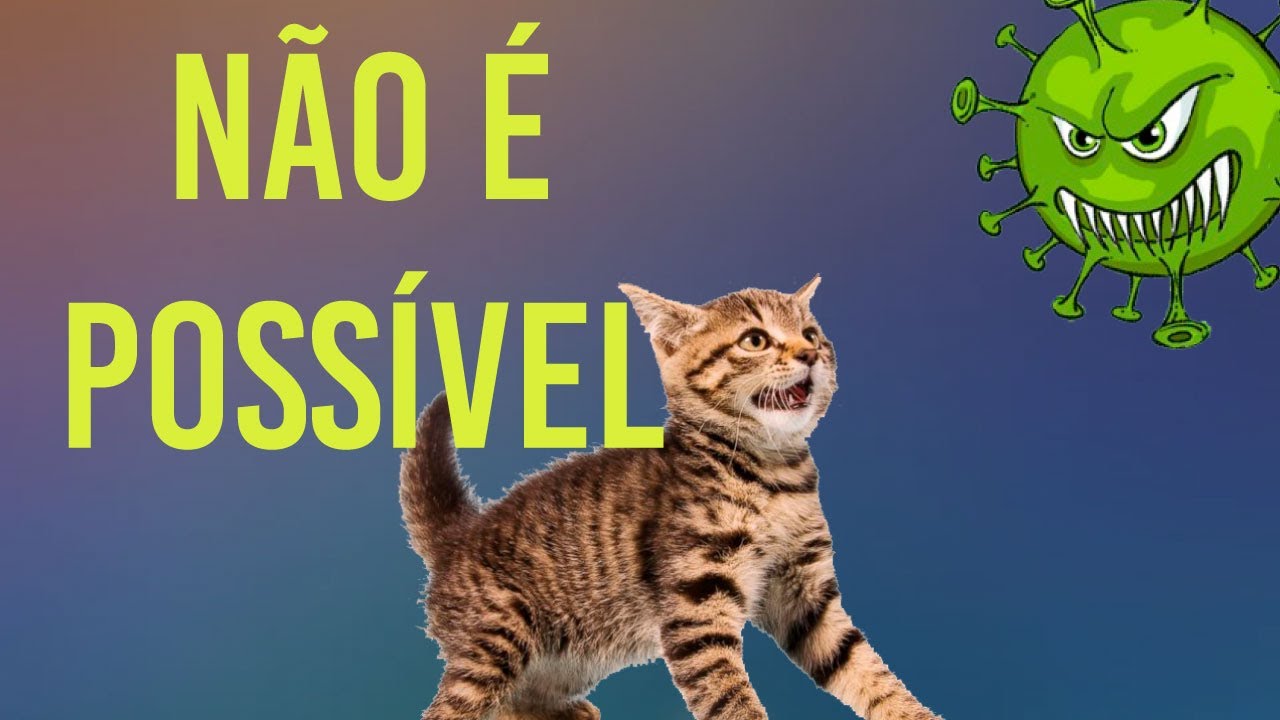 G1 - Assistir a vídeos de gatos na internet pode aliviar ansiedade, diz  estudo - notícias em Ciência e Saúde