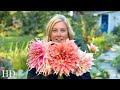 DAHLIA TOUR | HD version | Big, beautiful flowers everywhere!