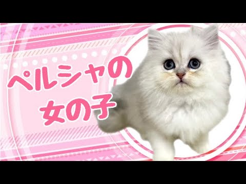 ペルシャの子猫 (平野瓜破)