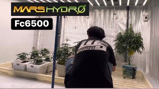 วิธีล้างขุยมะพร้าวปลูกกัญชา Ep5.Gorilla Zkittlez Auto      @MarsHydro_official Fc6500