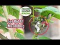 2 Easiest way to control Mealybugs Use Turmeric || Control Mealybugs/White insects on Hibiscus