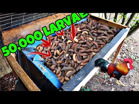 50,000 Black Soldier Fly Larvae And Feeding Them To Chickens (DISGUSTING)
