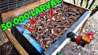 50,000 Black Soldier Fly Larvae And Feeding Them To Chickens (DISGUSTING)