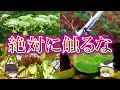 世界に生息する危険な植物5選【ゆっくり解説】