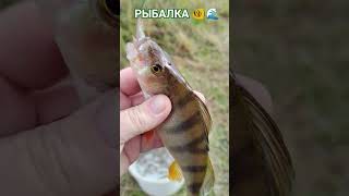 РЫБАЛКА на ПОПЛАВОЧНУЮ удочку🎣 природа🌿🍃 отдых⛺ лес🏡 река 💦🤿💦🤿