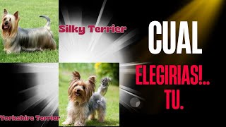 Yorkshire Terrier vs Silky Terrier - Cual es mejor para ti