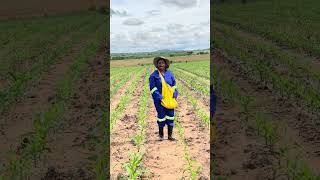 innovative top dressing fertilizer application using a "chola"