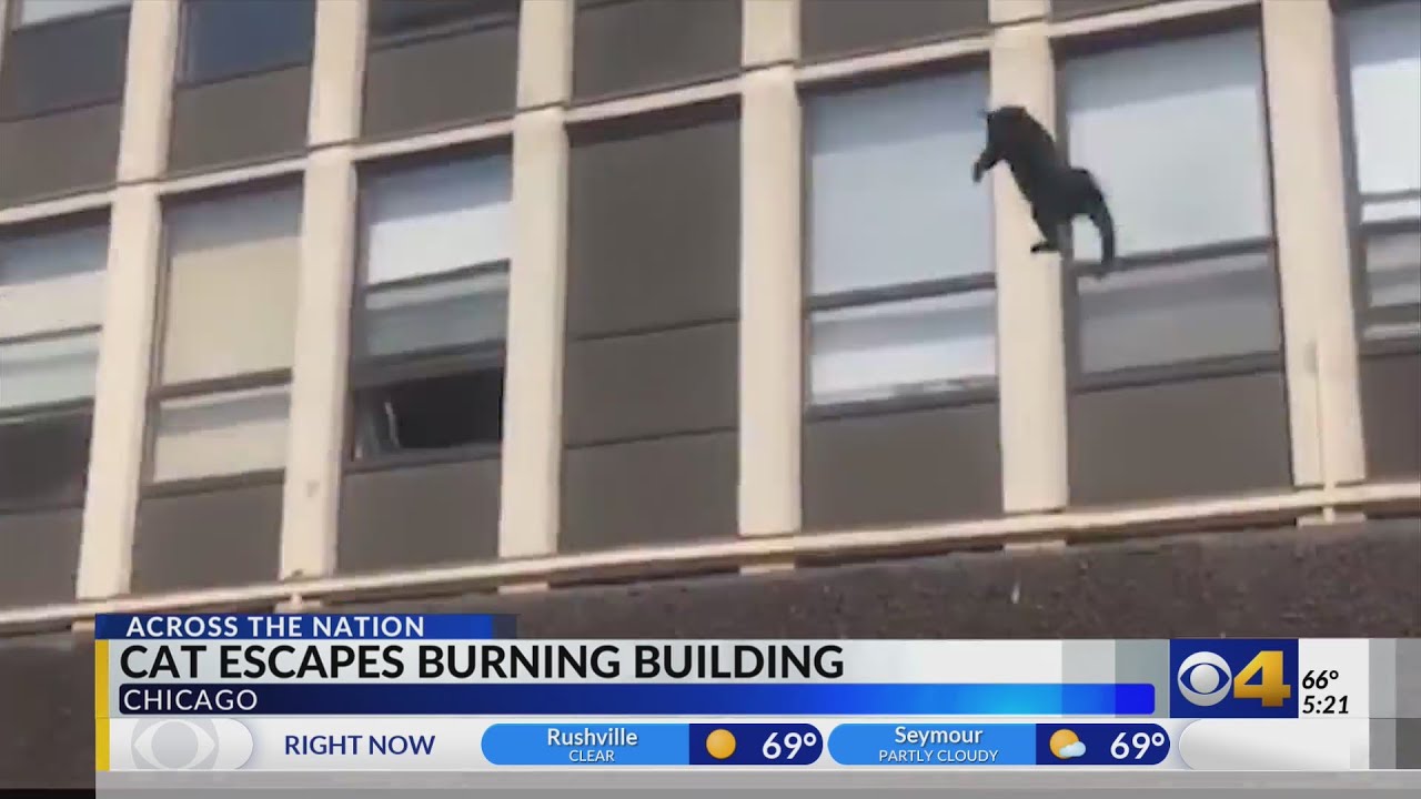 Chicago cat jumps from burning building