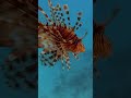 Lion Fish. #lionfish #egypt #marsaalam #fish #vitaliy6447 #snorkeling #animals #zebrafish #tropical