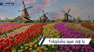 هولندا  تتلف معظم أزهار التوليب لديها.. والسبب فيروس كورونا