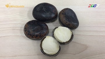 HẠT ĐẬU LÀO CHỮA ĐƯỢC MỤN NHỌT, NỌC ĐỘC, CHÓ CẮN?