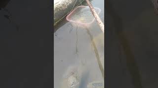 Mencari ikan di got